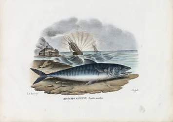 Atlantischer Makrele, 1863-79